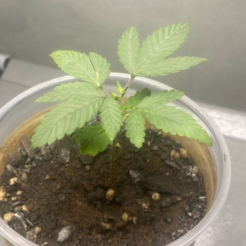 Colômbia gold growlog timeline photo