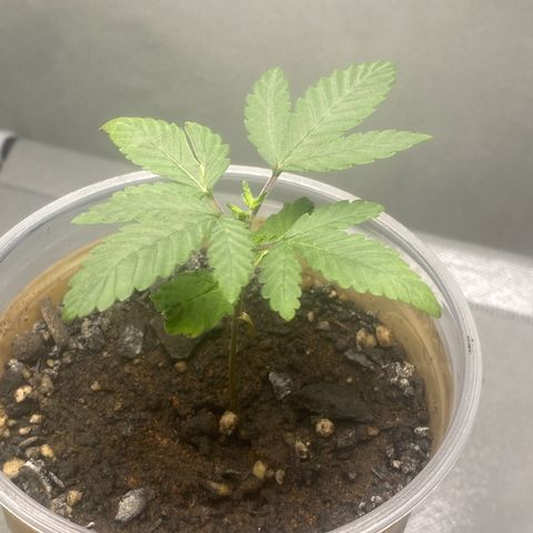 Colômbia gold growlog timeline photo