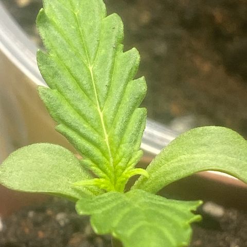 Purple Kush growlog timeline photo