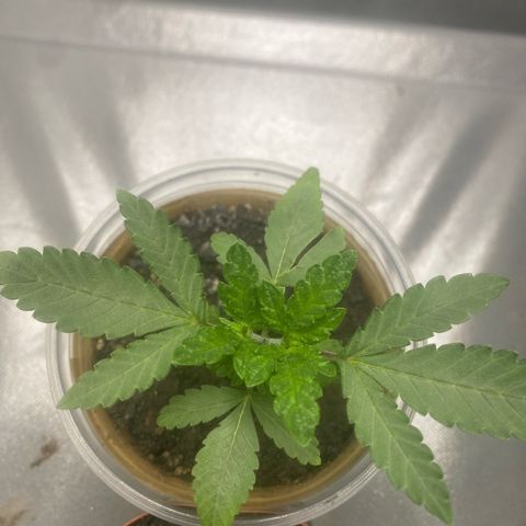Colômbia gold growlog timeline photo