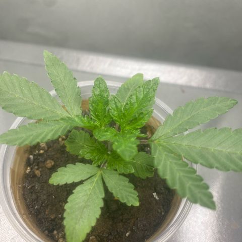 Colômbia gold growlog timeline photo