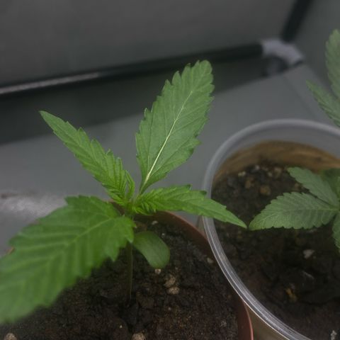 Purple Kush growlog timeline photo
