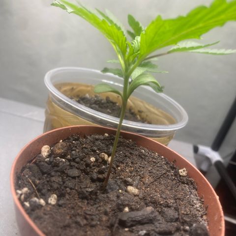 Purple Kush growlog timeline photo