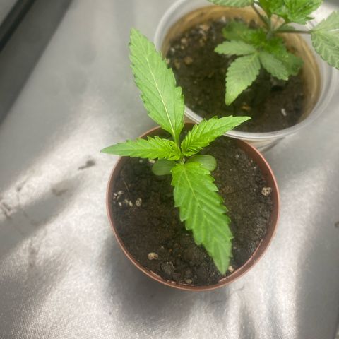 Purple Kush growlog timeline photo