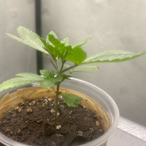 Colômbia gold growlog timeline photo