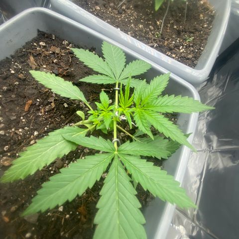 Purple Kush growlog photo: Podas e lst nelas 