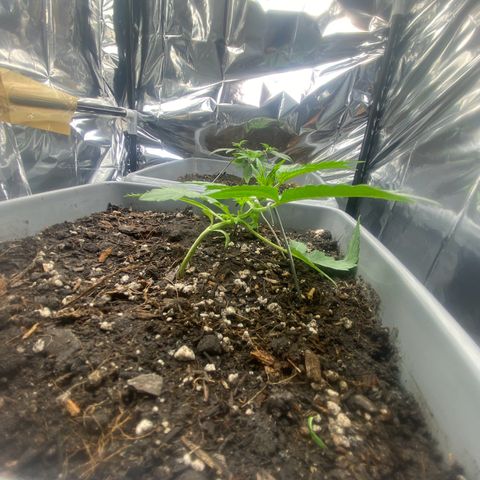 Purple Kush growlog photo: Podas e lst nelas 
