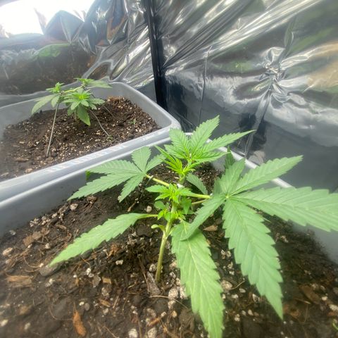 Purple Kush growlog photo: Podas e lst nelas 