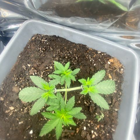 Colômbia gold growlog photo: Poda top junto amarras para entrar mais luz no meio