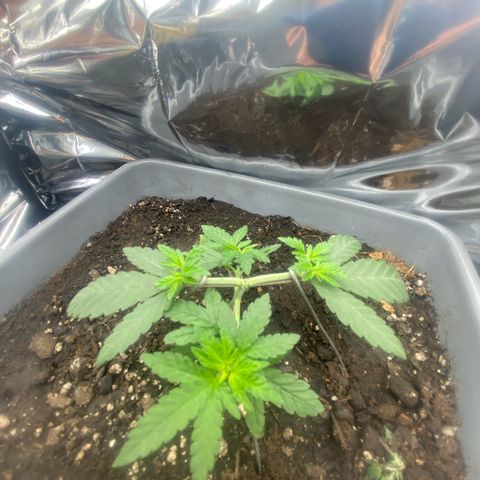 Colômbia gold growlog photo: Poda top junto amarras para entrar mais luz no meio