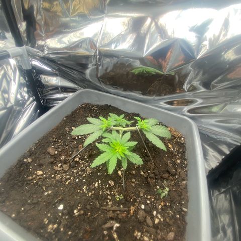Colômbia gold growlog photo: Poda top junto amarras para entrar mais luz no meio