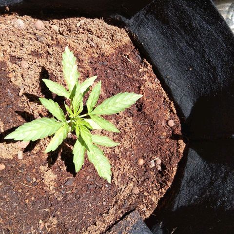 Autopot #1 - MABB growlog timeline photo