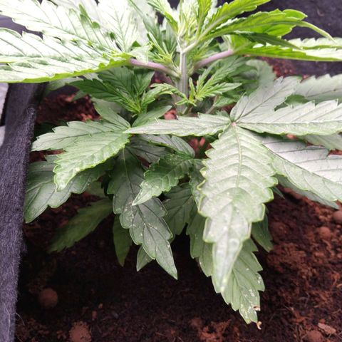Autopot #1 - MABB growlog timeline photo