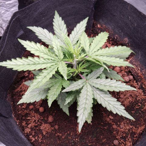 Autopot #1 - MABB growlog timeline photo