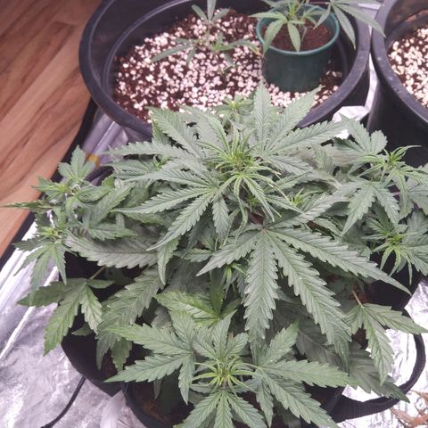 Autopot #1 - MABB growlog timeline photo
