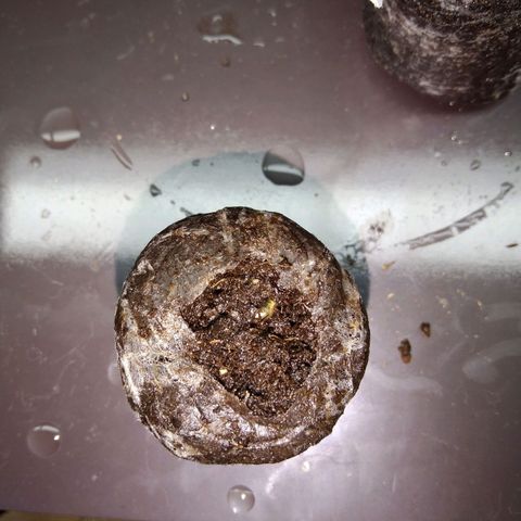 Autopot #2 - VIPMA growlog timeline photo