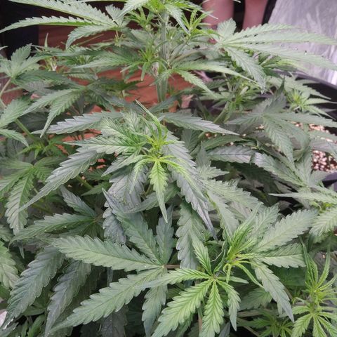 Autopot #1 - MABB growlog timeline photo