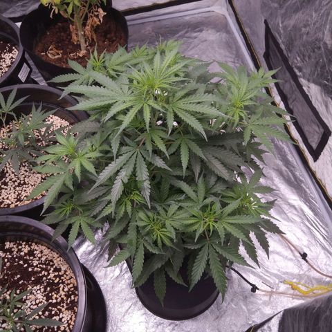 Autopot #1 - MABB growlog timeline photo