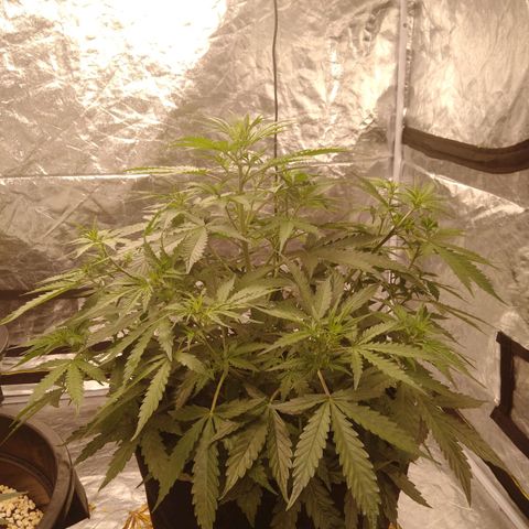 Autopot #1 - MABB growlog timeline photo