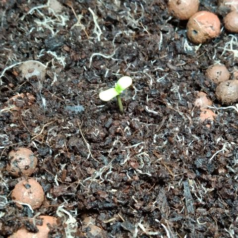 Autopot #2 - VIPMA growlog timeline photo