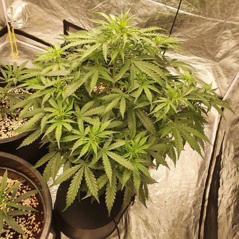Autopot #1 - MABB growlog timeline photo