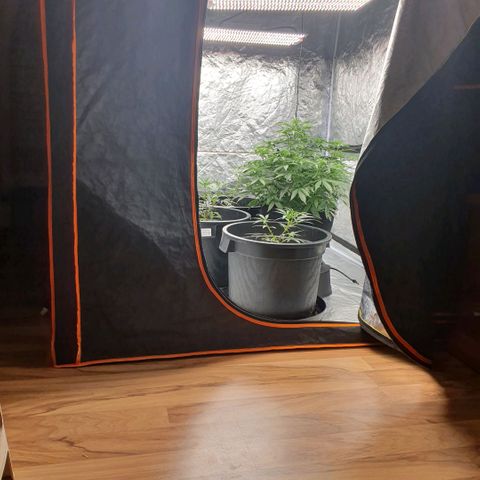 Autopot #1 - MABB growlog timeline photo