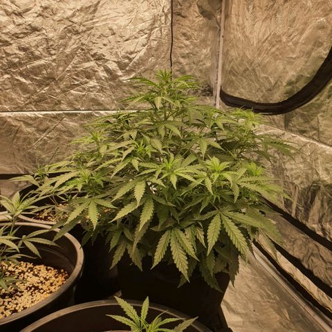 Autopot #1 - MABB growlog timeline photo