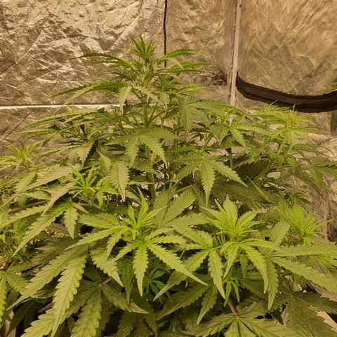 Autopot #1 - MABB growlog timeline photo