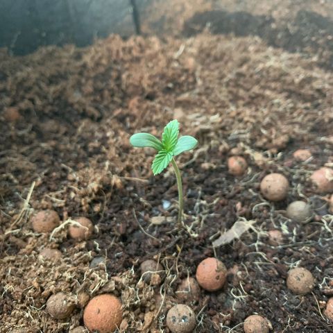Autopot #2 - VIPMA growlog timeline photo