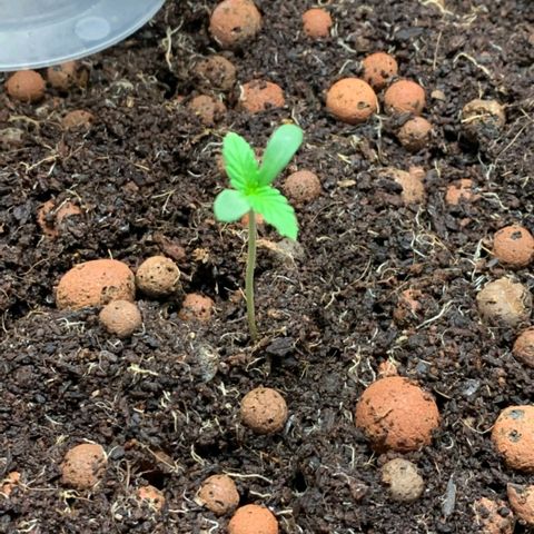 Autopot #2 - VIPMA growlog timeline photo