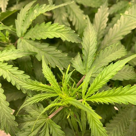 Autopot #1 - MABB growlog timeline photo