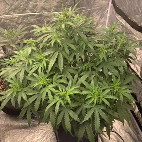 Autopot #1 - MABB growlog timeline photo
