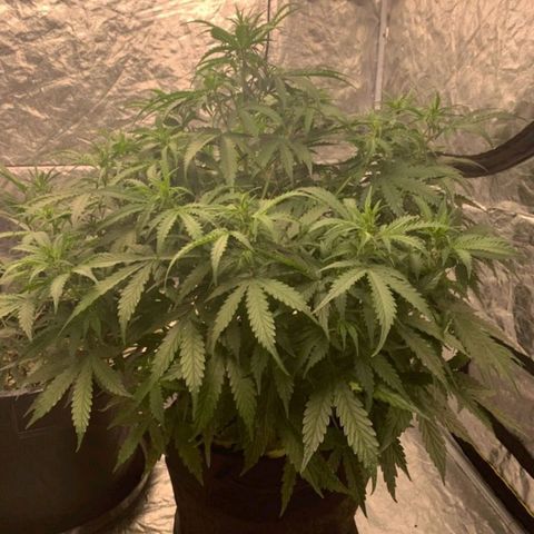 Autopot #1 - MABB growlog timeline photo