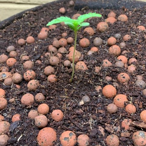 Autopot #2 - VIPMA growlog timeline photo