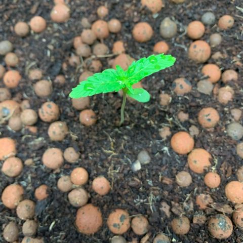 Autopot #2 - VIPMA growlog timeline photo