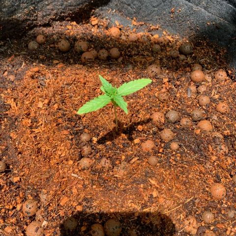Autopot #2 - VIPMA growlog timeline photo