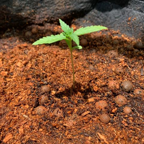 Autopot #2 - VIPMA growlog timeline photo
