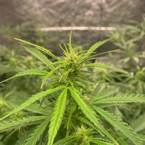 Autopot #1 - MABB growlog timeline photo