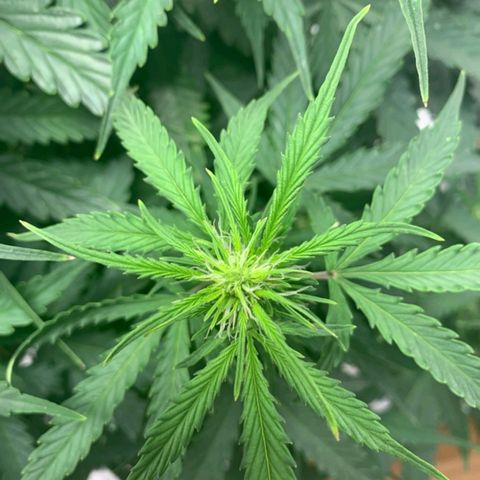 Autopot #1 - MABB growlog timeline photo
