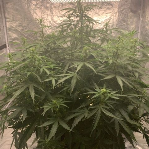 Autopot #1 - MABB growlog timeline photo