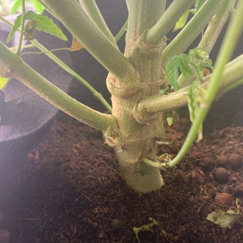 Autopot #1 - MABB growlog timeline photo