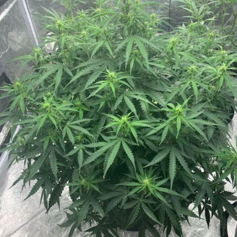 Autopot #1 - MABB growlog timeline photo