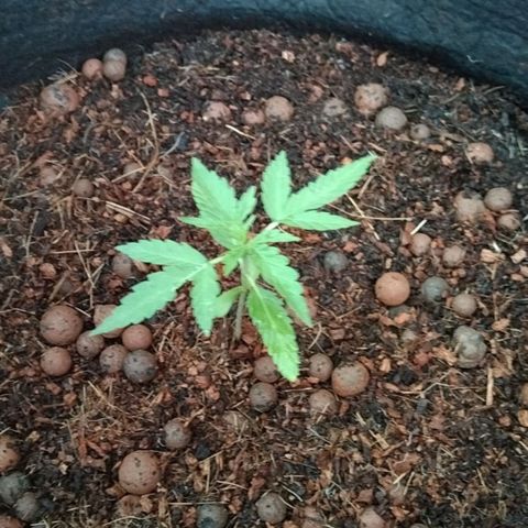 Autopot #2 - VIPMA growlog timeline photo
