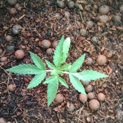 Autopot #2 - VIPMA growlog timeline photo