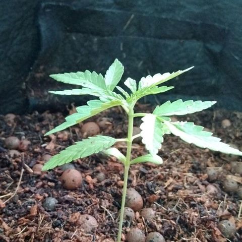 Autopot #2 - VIPMA growlog timeline photo