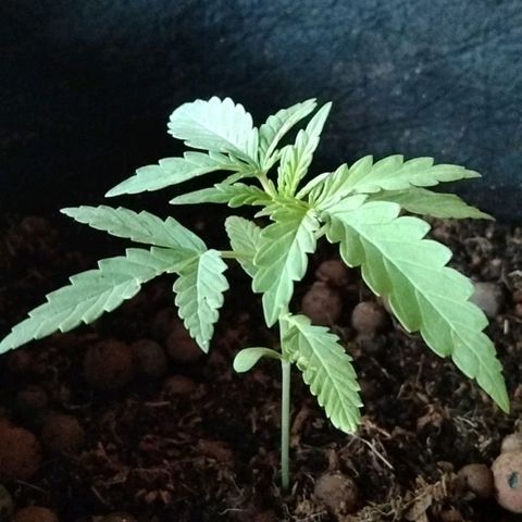 Autopot #2 - VIPMA growlog timeline photo