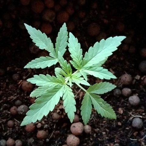 Autopot #2 - VIPMA growlog timeline photo