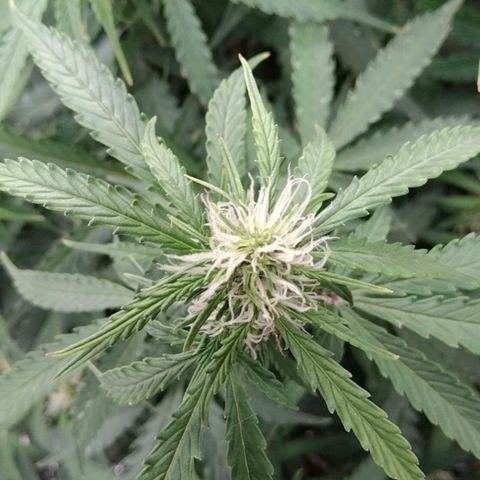 Autopot #1 - MABB growlog timeline photo
