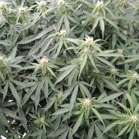 Autopot #1 - MABB growlog timeline photo