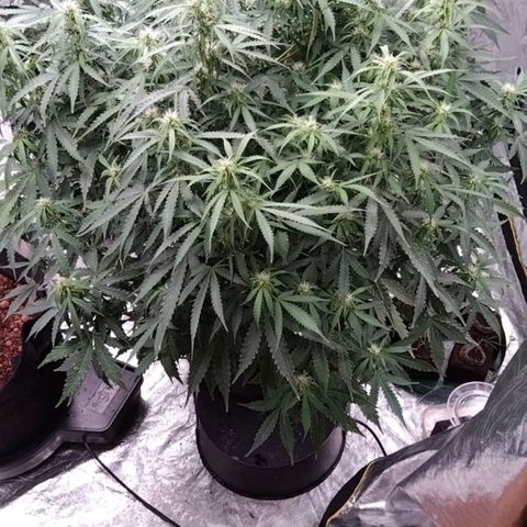 Autopot #1 - MABB growlog timeline photo